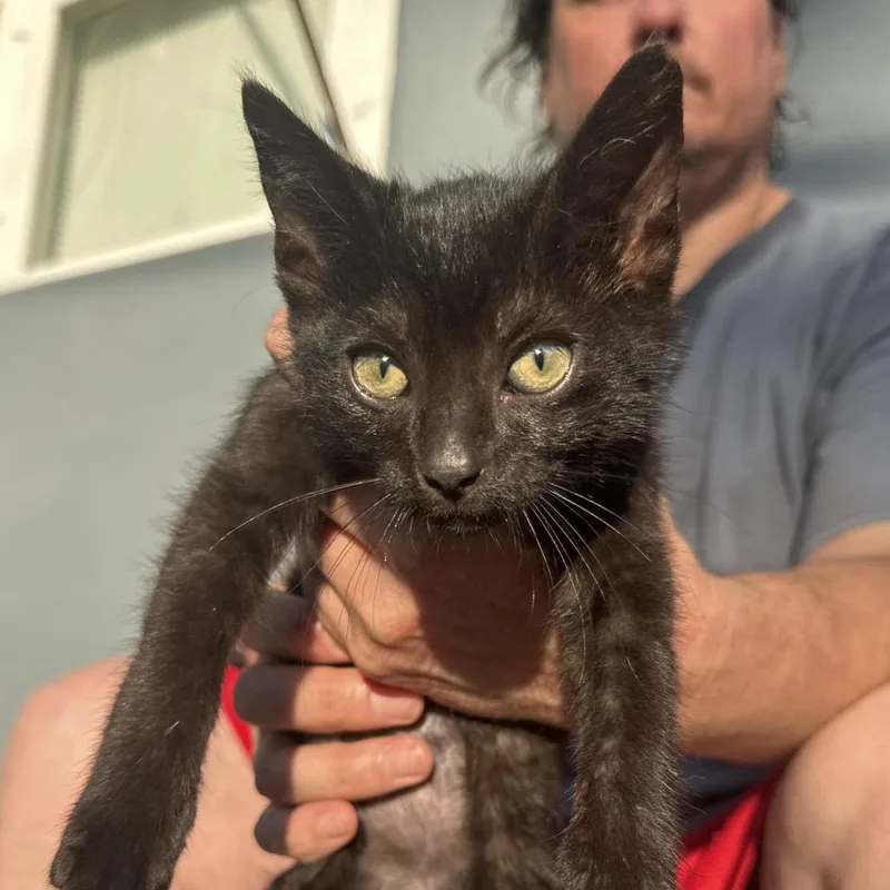 Blackie