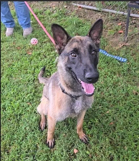 An adult large-sized female Apricot / Beige Belgian Shepherd / Malinois dog named Maeve located in Illinois for adoption in Imlay City, MI