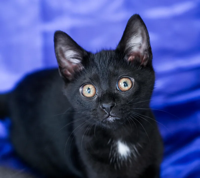 A baby medium-sized male Black Domestic Short Hair cat named Statler for adoption in Chattanooga, TN