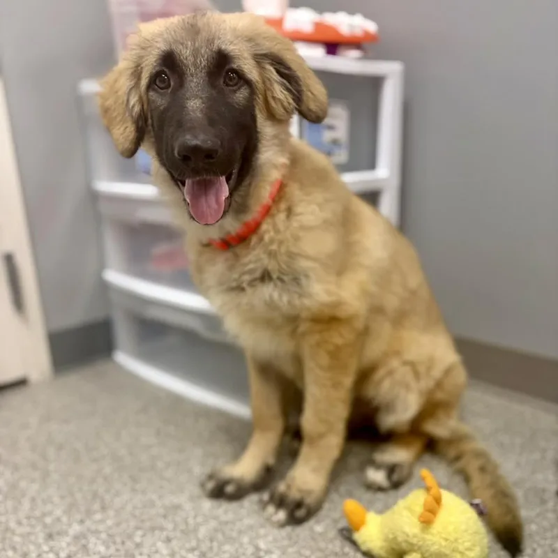 A baby medium-sized female Shepherd dog named Breeze for adoption in Whitehall, PA
