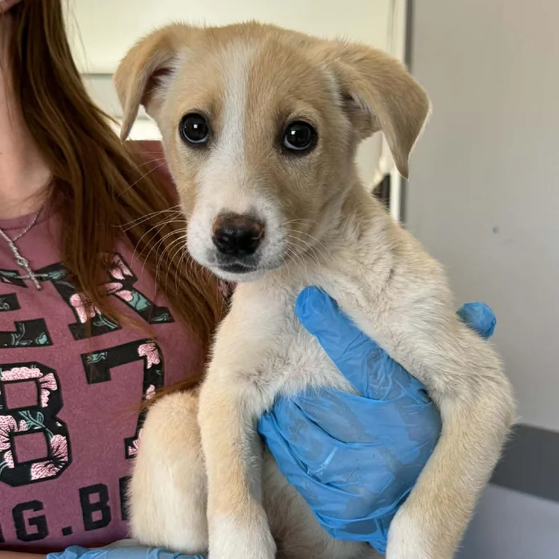 A baby large-sized female Yellow / Tan / Blond / Fawn Labrador Retriever dog named Tipperary for adoption in Kanab, UT
