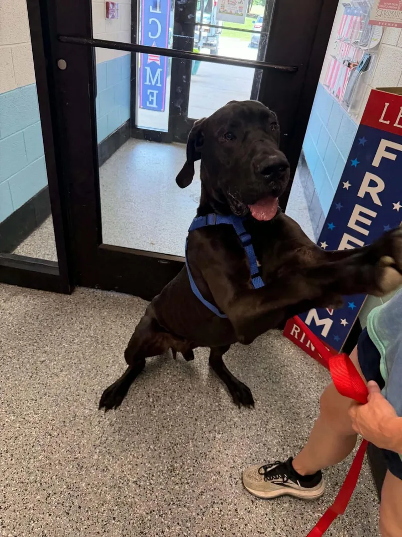 An adult extra large-sized male Great Dane dog named Dennis for adoption in Front Royal, VA