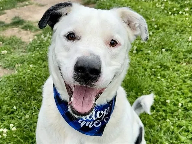 Knox