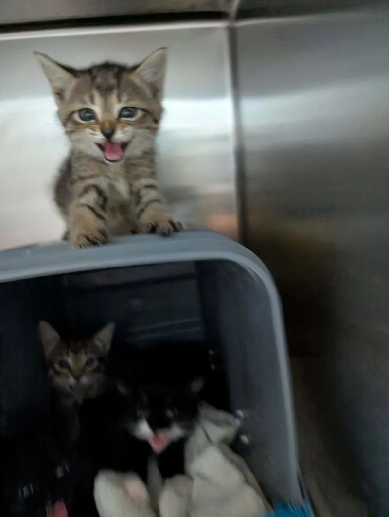 A baby medium-sized female Domestic Short Hair cat named Frito  Visit At for adoption in Rustburg, VA