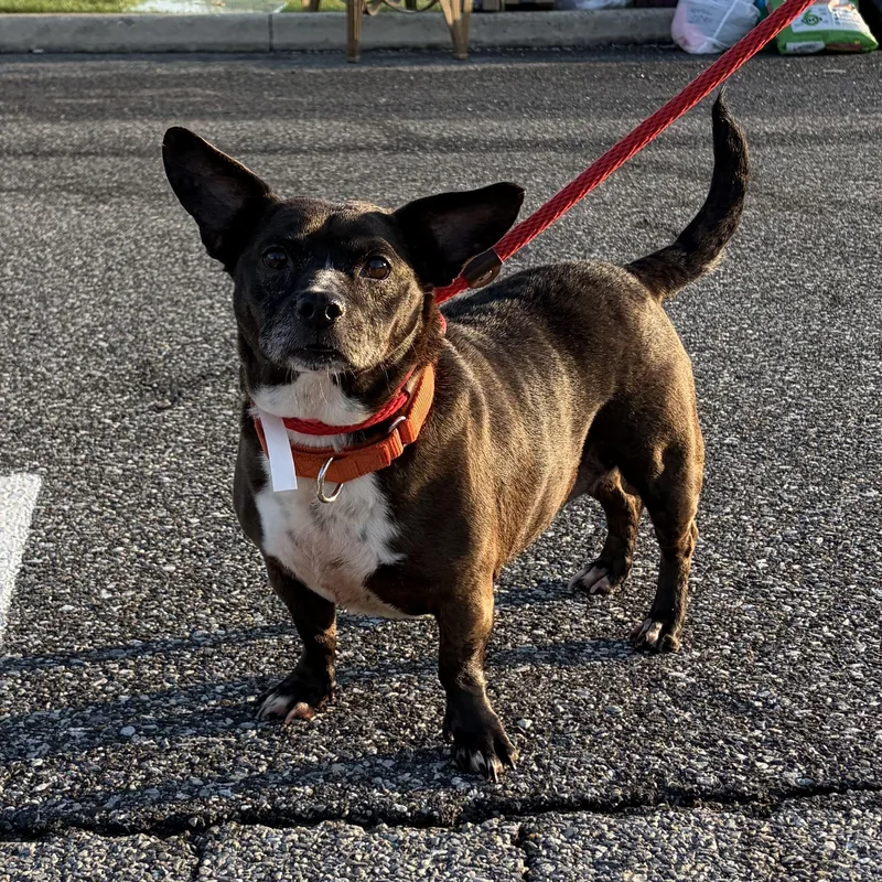 An adult medium-sized female Black Corgi dog named Patty for adoption in West Grove, PA