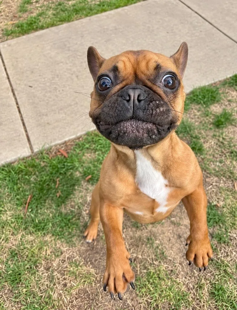 A young small-sized female French Bulldog dog named Minnie Frenchie for adoption in Princeton, MA
