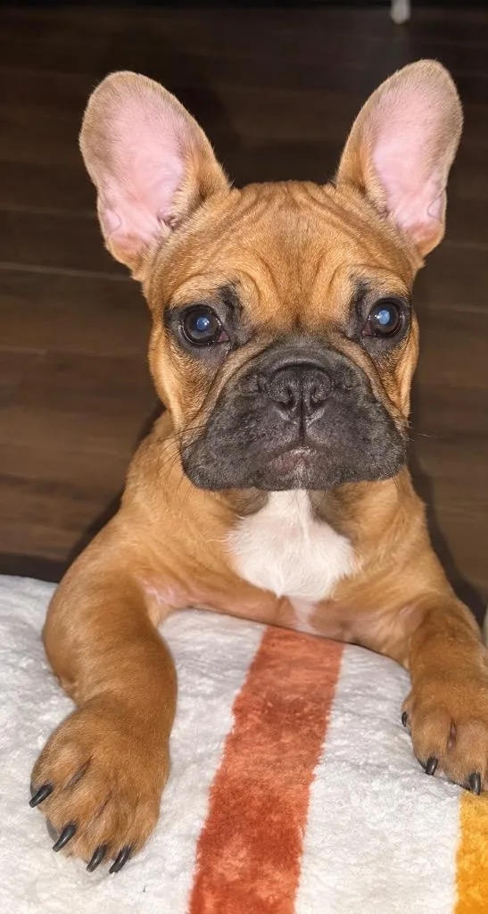 Minnie Frenchie thumbnail 2