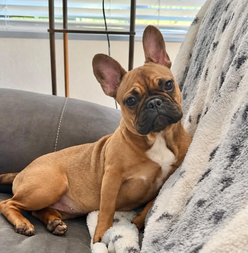 Minnie Frenchie thumbnail 3