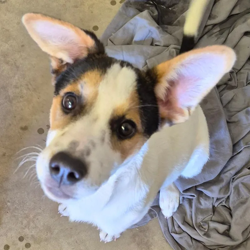 A baby medium-sized male Yellow / Tan / Blond / Fawn Mixed Breed dog named Stitch for adoption in Durant, OK