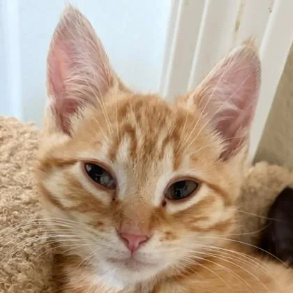 A baby medium-sized male Domestic Short Hair cat named Mr. Heckles for adoption in Pleasanton, CA