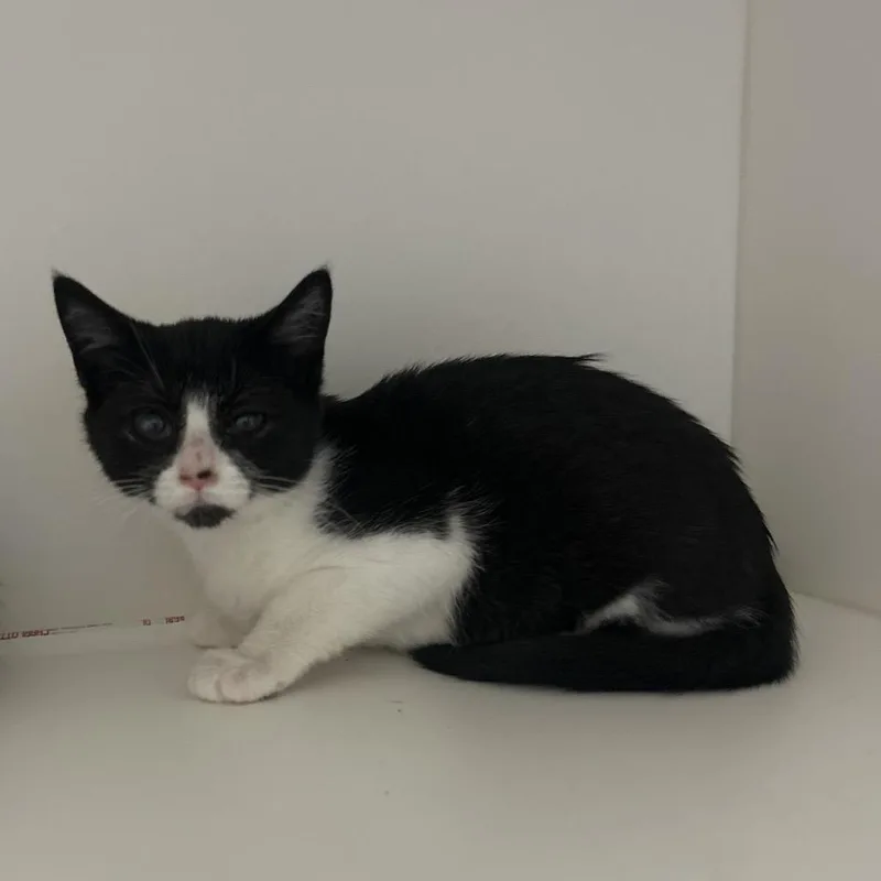 A baby small-sized female Black Domestic Short Hair cat named Louise for adoption in Greensboro, NC