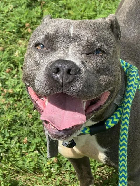 Artemis