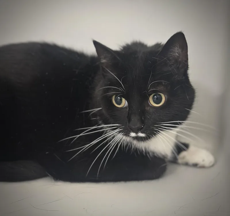 An adult medium-sized female Black & White / Tuxedo Domestic Short Hair cat named Cookie for adoption in Stafford, VA