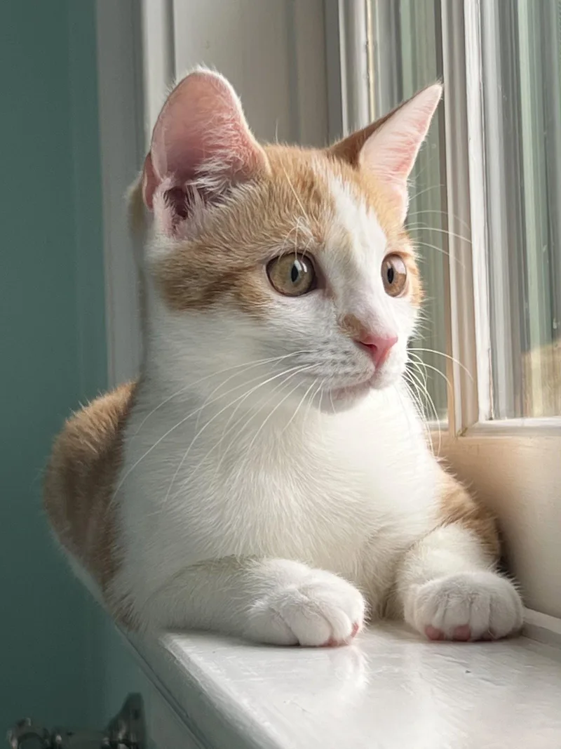 A young medium-sized female Orange & White Domestic Short Hair cat named Marmalade w Chutney: FeLV+ for adoption in Greenville, DE