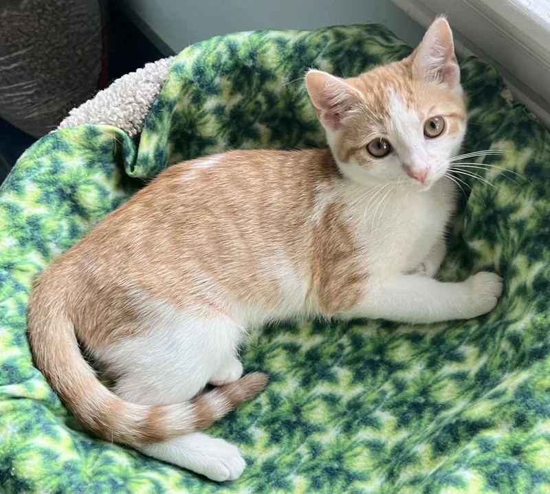 Marmalade w Chutney: FeLV+ thumbnail 2