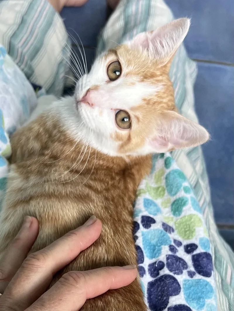 Marmalade w Chutney: FeLV+ thumbnail 3