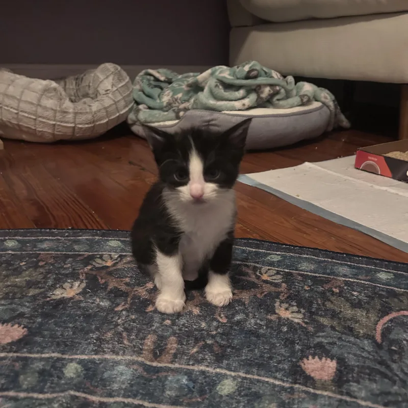 A baby medium-sized female Black & White / Tuxedo Domestic Short Hair cat named Chickadee for adoption in Fort Worth, TX
