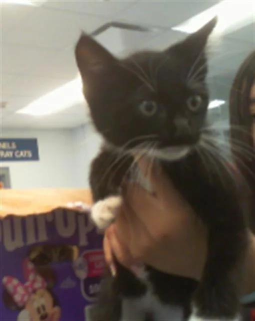 A baby small-sized female Domestic Short Hair cat named Puffin for adoption in Charlotte, NC