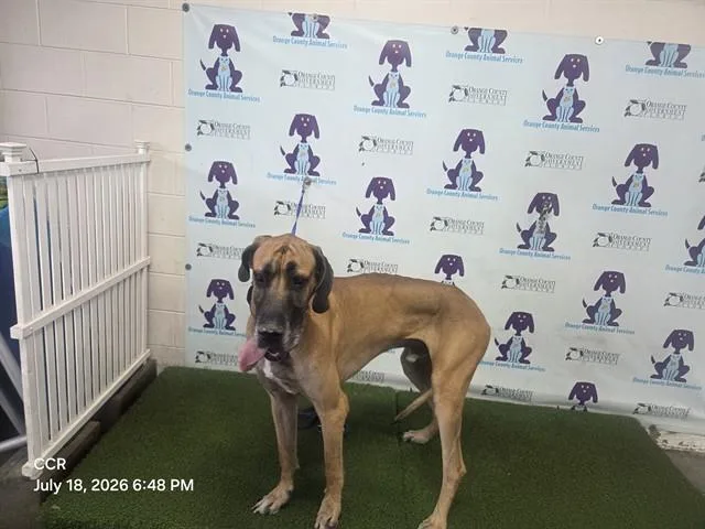 A young extra large-sized male Great Dane dog named Chicken Stick for adoption in Orlando, FL