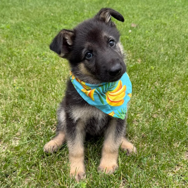 A baby large-sized male Black German Shepherd Dog dog named Bobby for adoption in Mazon, IL
