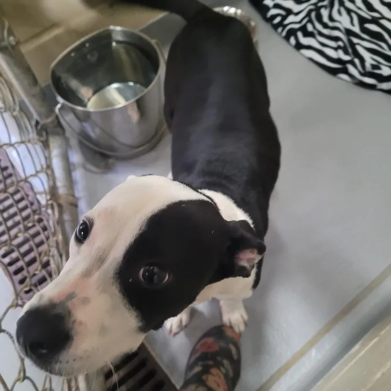 A young small-sized female Black Mixed Breed dog named Martini for adoption in Columbus, GA