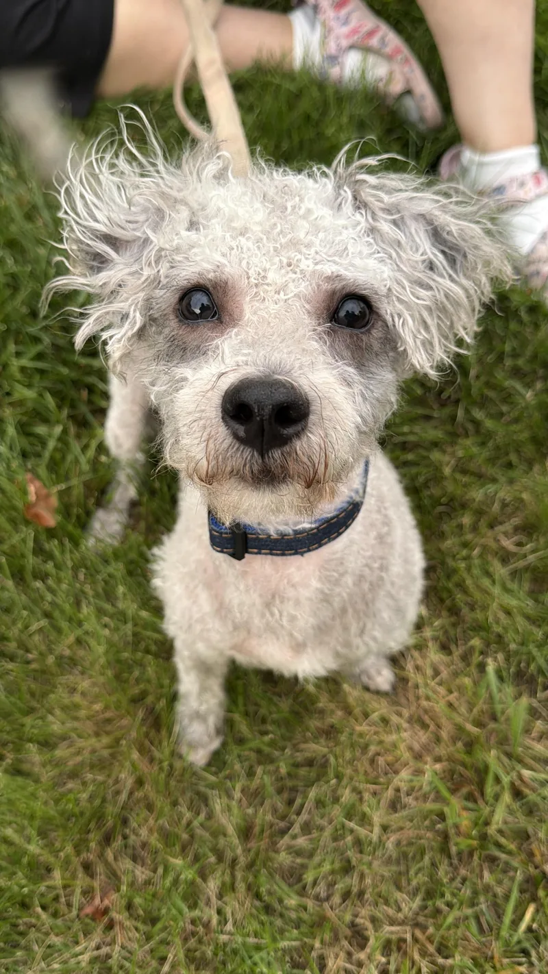 Fonzie