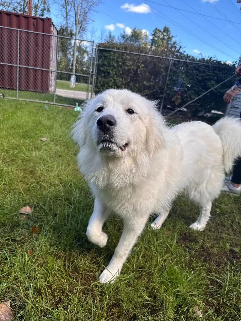 A young large-sized female Great Pyrenees dog named Malibu for adoption in Muskegon, MI