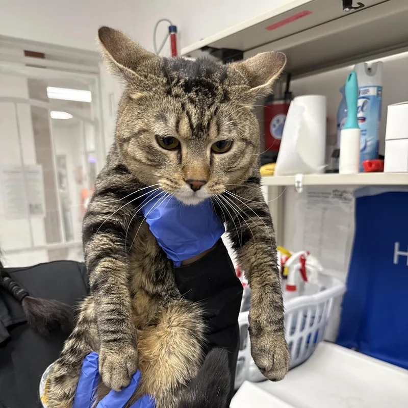 An adult large-sized male Brown / Chocolate Domestic Short Hair cat named King for adoption in Henderson, NV