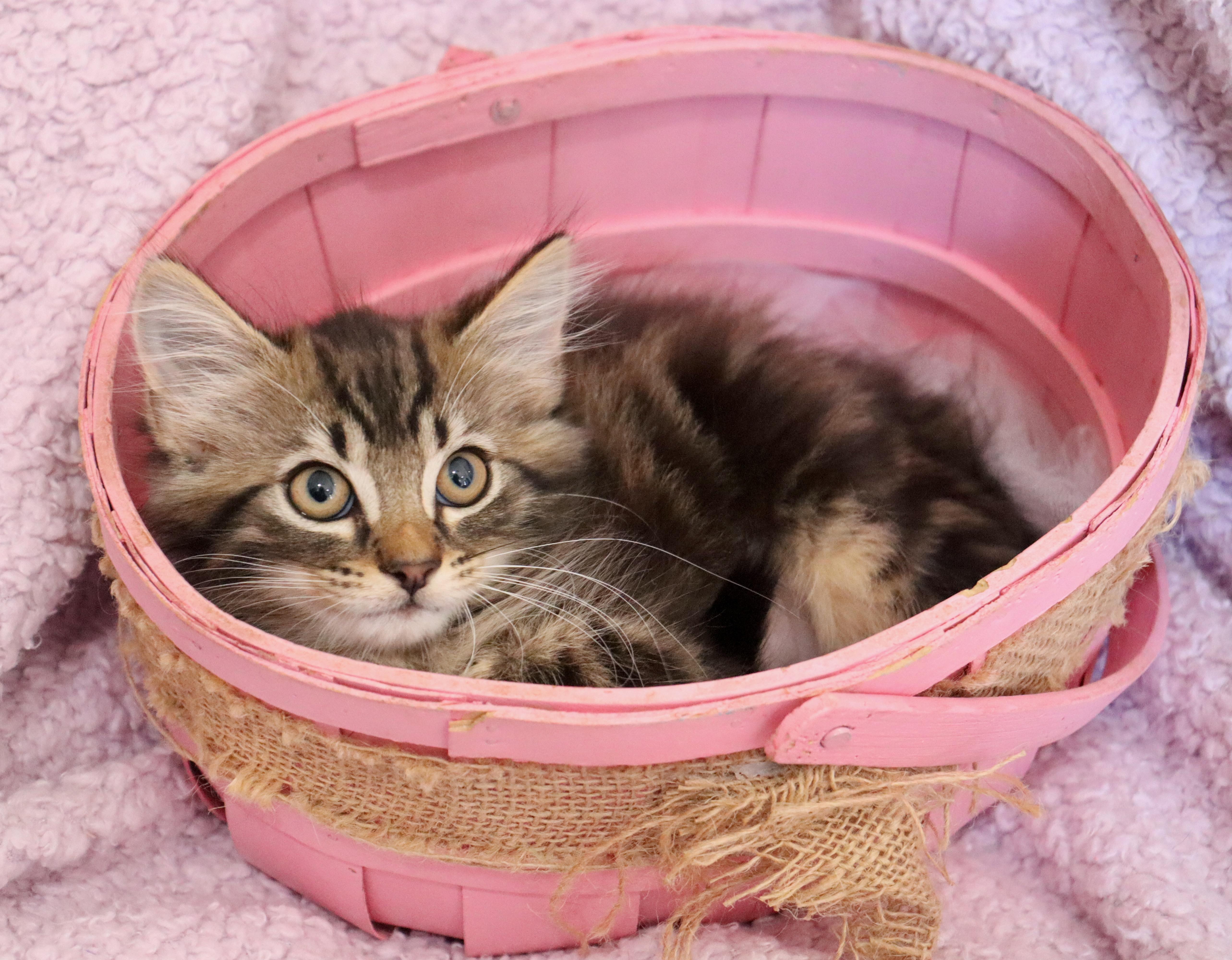A baby medium-sized female Tabby (Brown / Chocolate) Domestic Long Hair cat named Beauty for adoption in Saint Augustine, FL