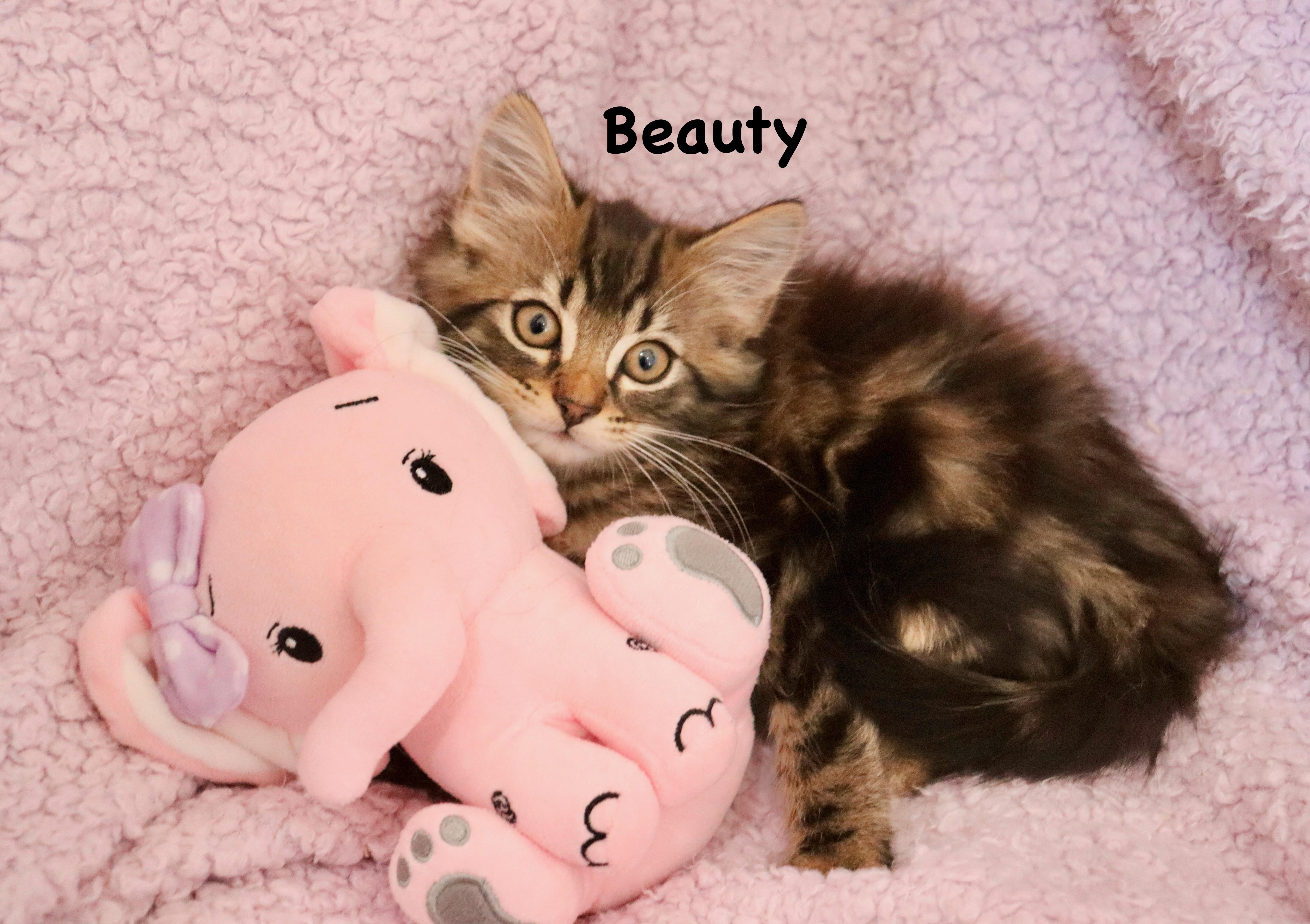 Beauty thumbnail 2
