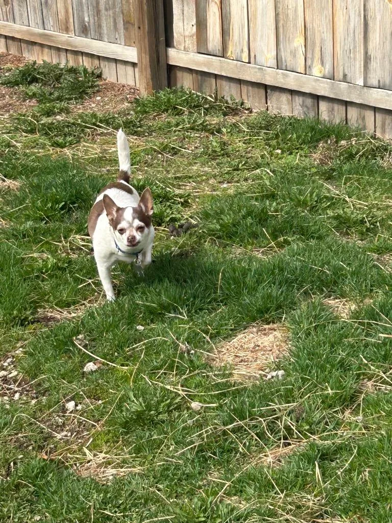 Nellie thumbnail 4