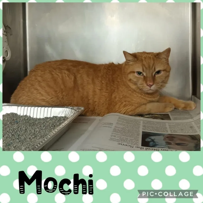 An adult medium-sized male Orange / Red Domestic Short Hair cat named Mochi for adoption in Wheeling, IL