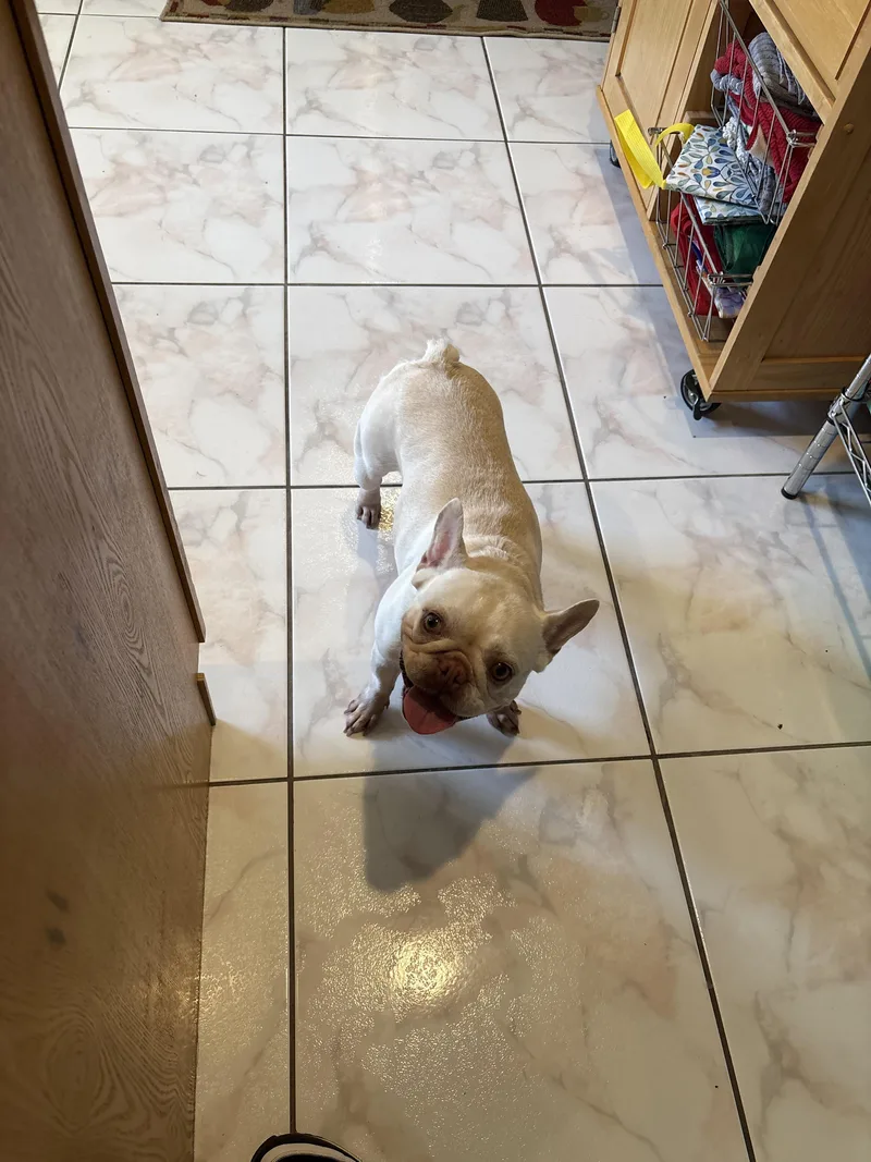 An adult medium-sized female French Bulldog dog named Sally for adoption in PALM BAY, FL