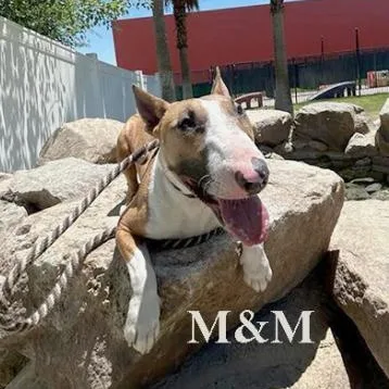 A young medium-sized female Bull Terrier dog named M & M for adoption in Palm Desert, CA