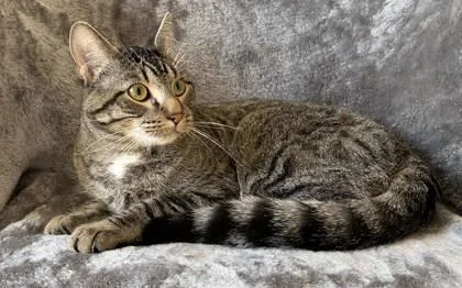 An adult medium-sized male Domestic Short Hair cat named Meatball for adoption in Buffalo, MN