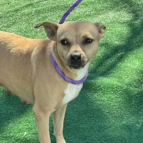 An adult medium-sized female Yellow / Tan / Blond / Fawn Labrador Retriever dog named Pixie for adoption in Chicago, IL