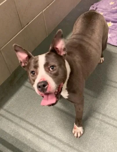 An adult large-sized female Pit Bull Terrier dog named Sheila for adoption in Baytown, TX