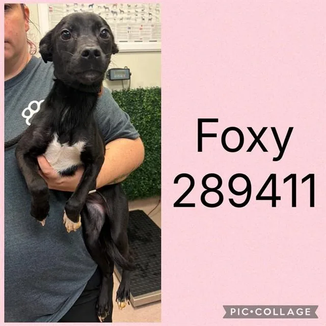 A baby small-sized female Mixed Breed dog named Foxy for adoption in Macon, GA