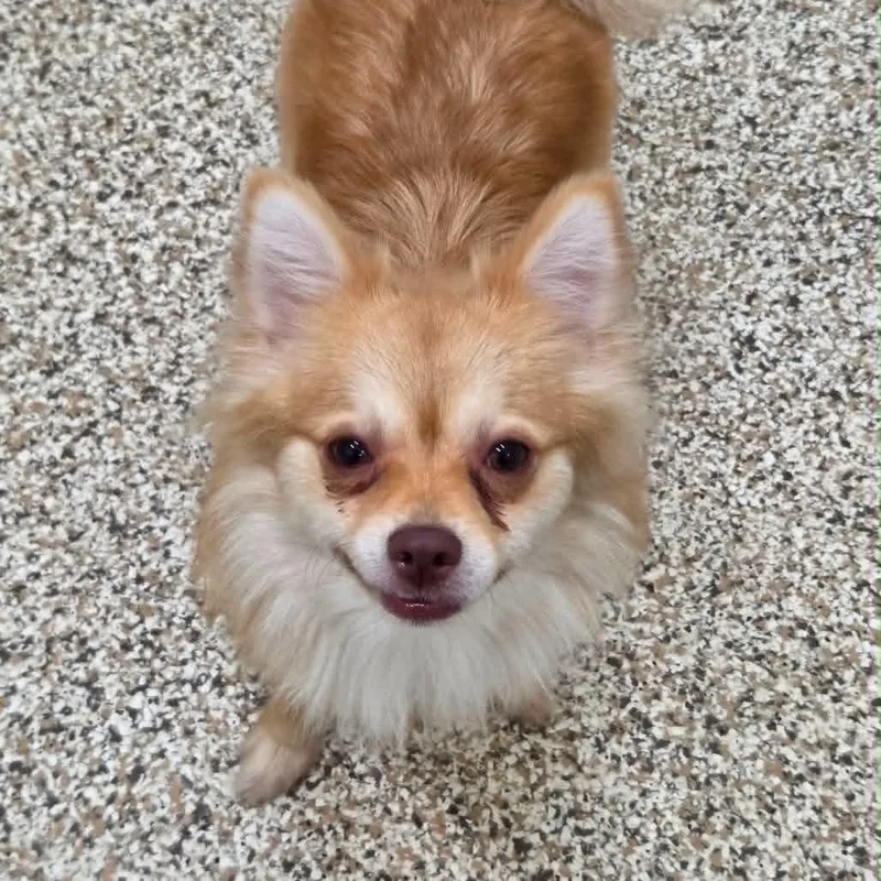 An adult small-sized female Chihuahua dog named Abby for adoption in Bradenton, FL