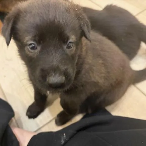 Omelette thumbnail 2