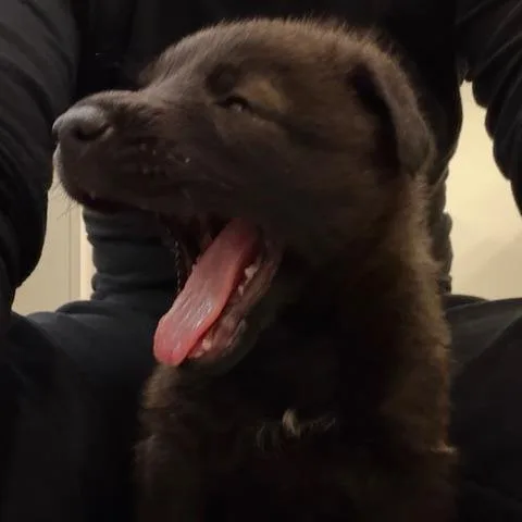 Omelette thumbnail 3