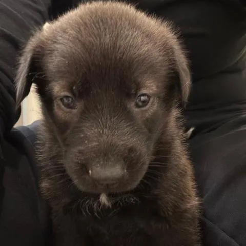 Omelette thumbnail 4