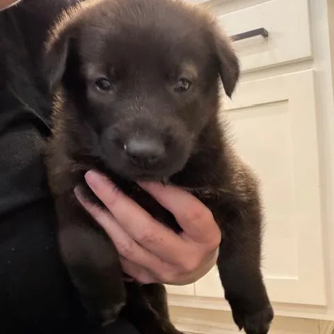 Omelette thumbnail 5