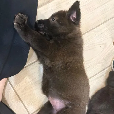 Omelette thumbnail 6