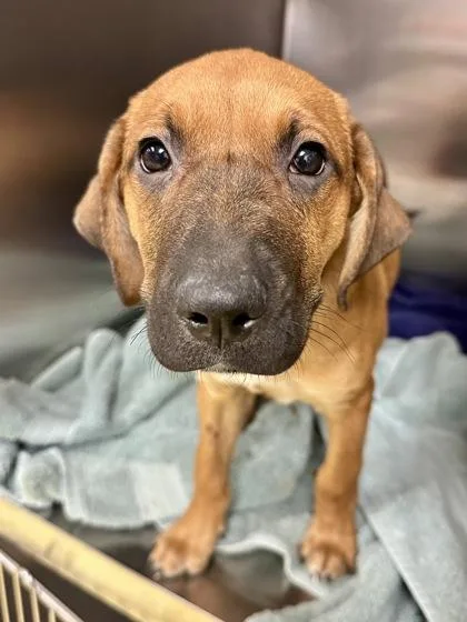 A young large-sized male Red / Chestnut / Orange Mixed Breed dog named Gusgus for adoption in Wichita, KS
