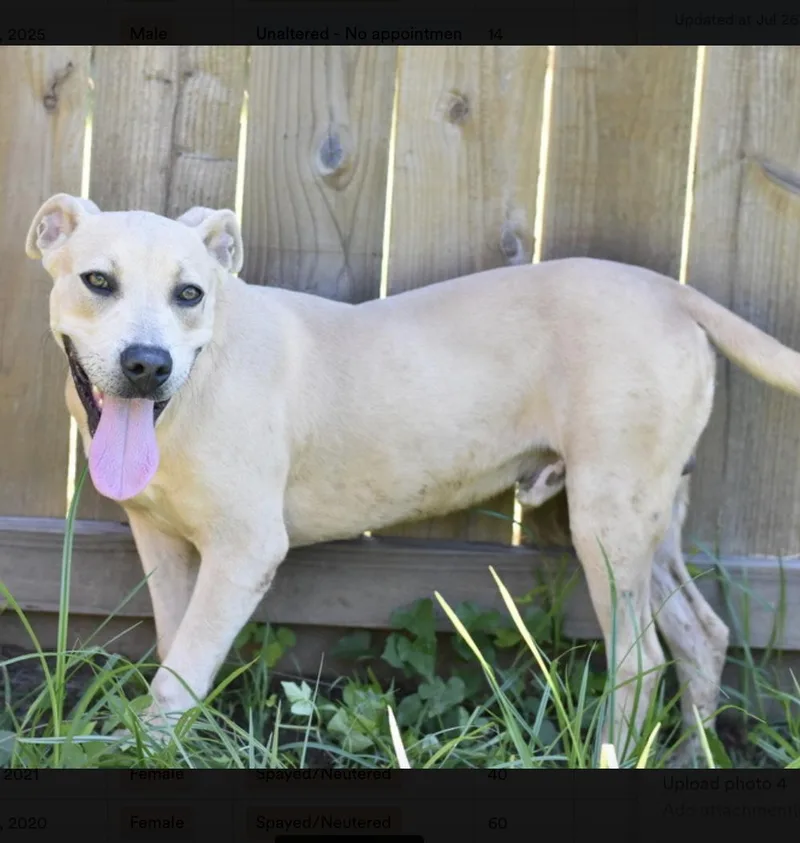 A young medium-sized male American Staffordshire Terrier dog named Harley for adoption in Longview, TX