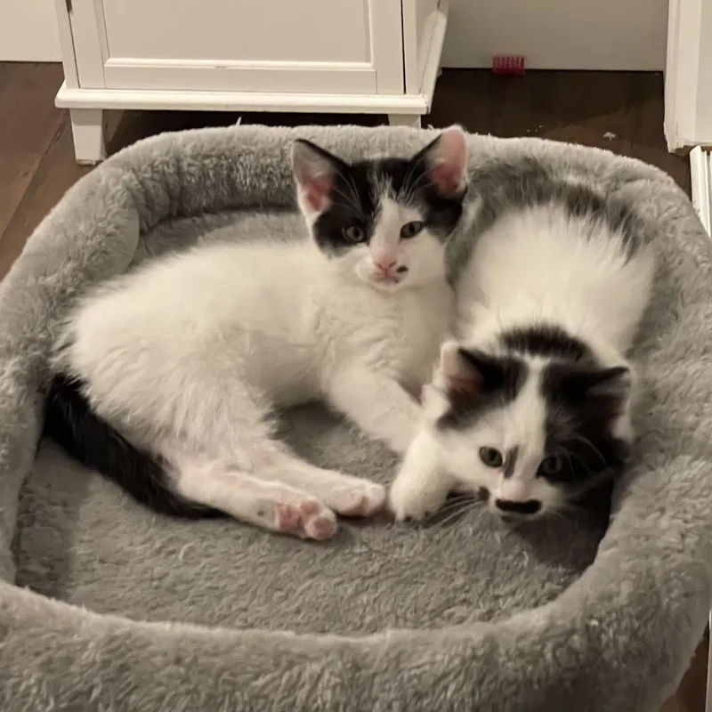 A baby small-sized female Black & White / Tuxedo Domestic Short Hair cat named Queso for adoption in Grand Rapids, MI