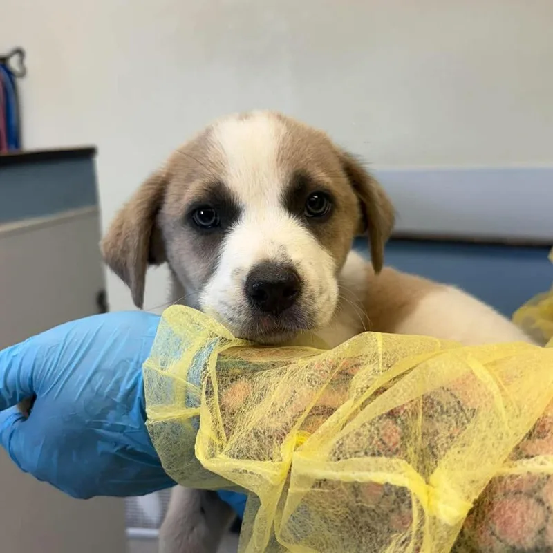 A baby small-sized male Brown / Chocolate Anatolian Shepherd dog named Aj for adoption in Bastrop, TX