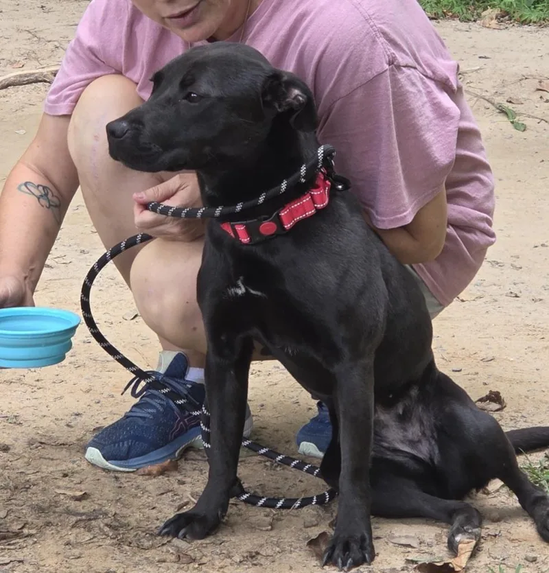 Arabella thumbnail 3