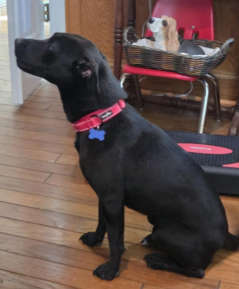 An adult medium-sized female Labrador Retriever dog named Arabella for adoption in Roswell, GA